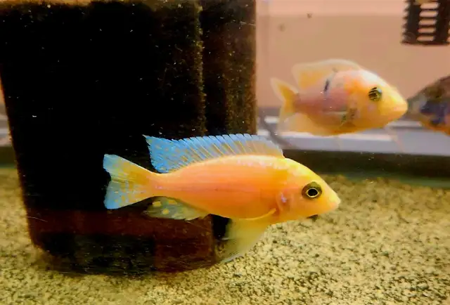 dragonblood/ strawberry peacock males 3'-5.5' - Photo 10