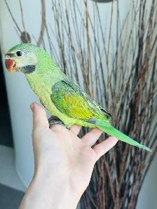 moustache Parakeet babies - Photo 3