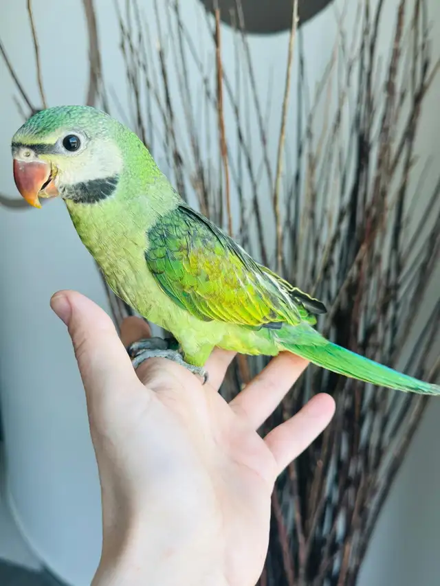super tame moustache Parakeet