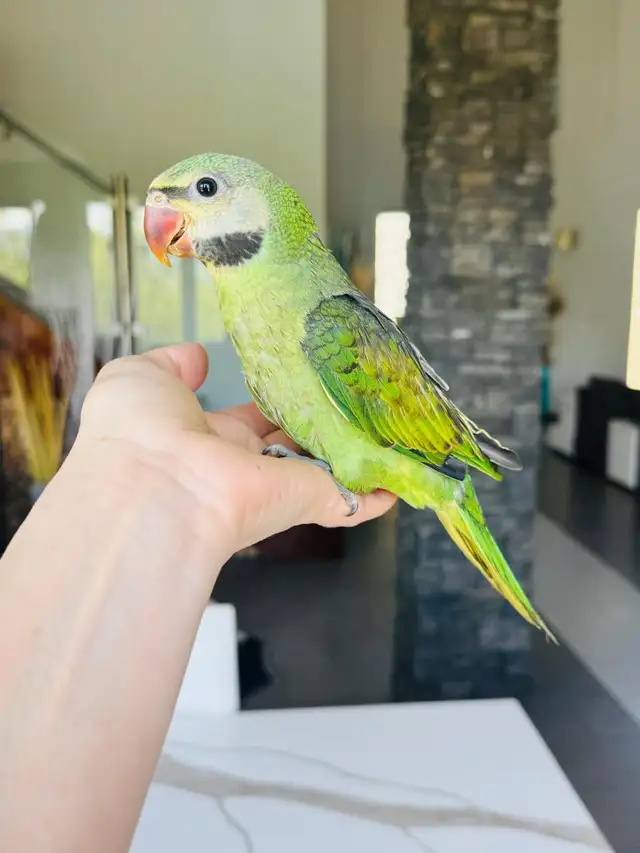 super tame moustache Parakeet - Photo 2