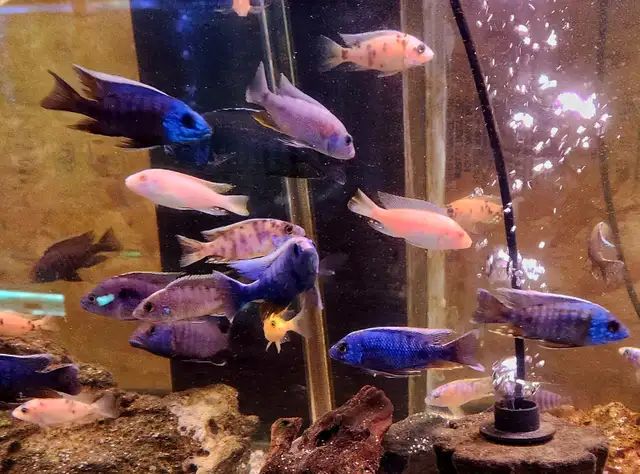 Colored male African cichlids 3'-4'