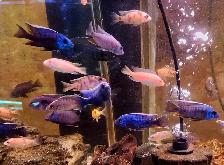 Colored male African cichlids 3'-4'