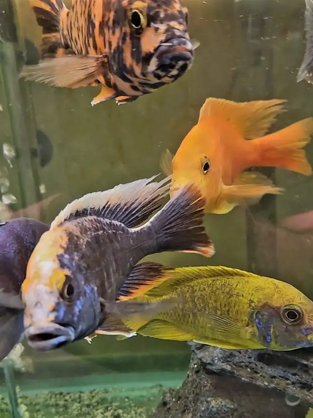 Colored male African cichlids 3'-4' - Photo 2