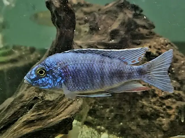 Colored male African cichlids 3'-4' - Photo 3