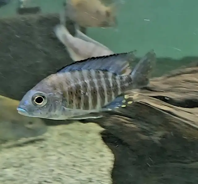 Colored male African cichlids 3'-4' - Photo 4