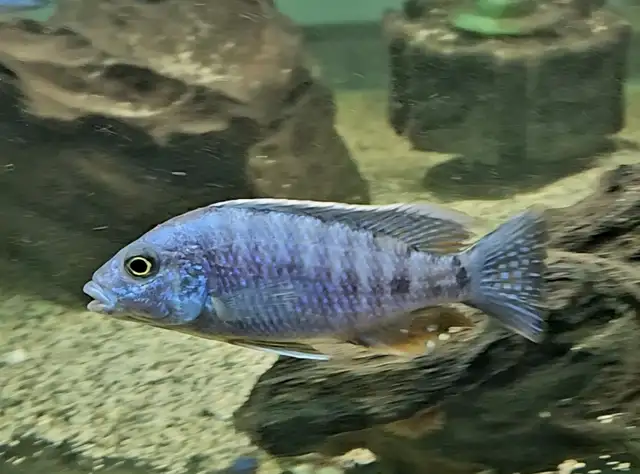 Colored male African cichlids 3'-4' - Photo 5