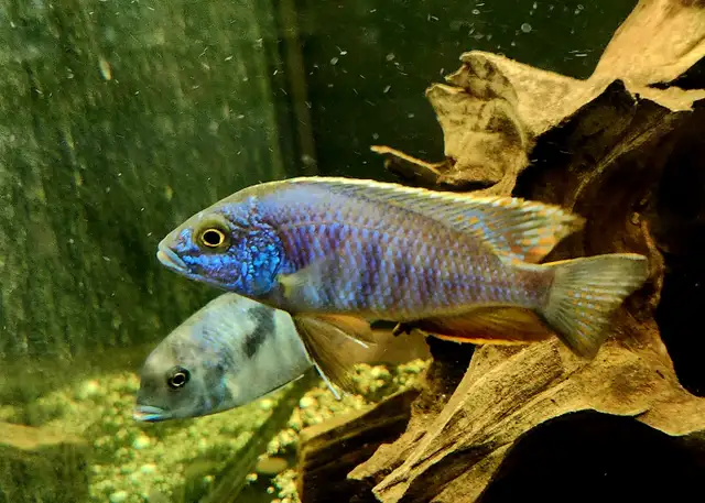 Colored male African cichlids 3'-4' - Photo 7
