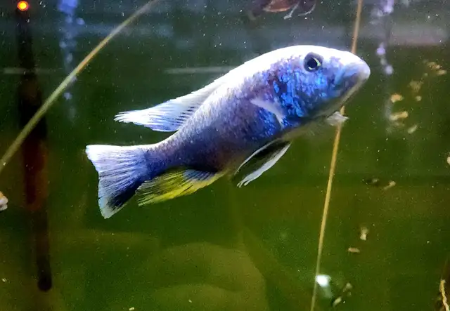 Colored male African cichlids 3'-4' - Photo 8