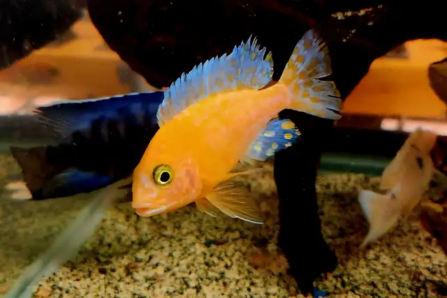 Colored male African cichlids 3'-4' - Photo 9