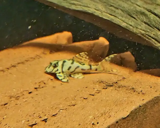 L236 super white 1.75' - Photo 4