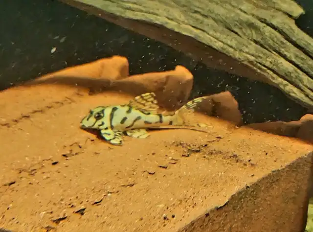 L236 super white 1.75' - Photo 5