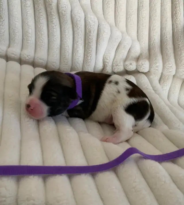 SHORKIE PUPS (SHIH TZU/YORKIE)