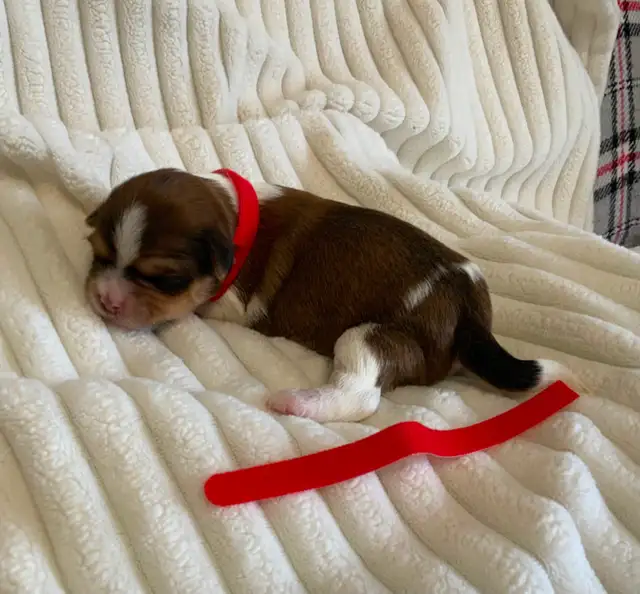 SHORKIE PUPS (SHIH TZU/YORKIE) - Photo 2