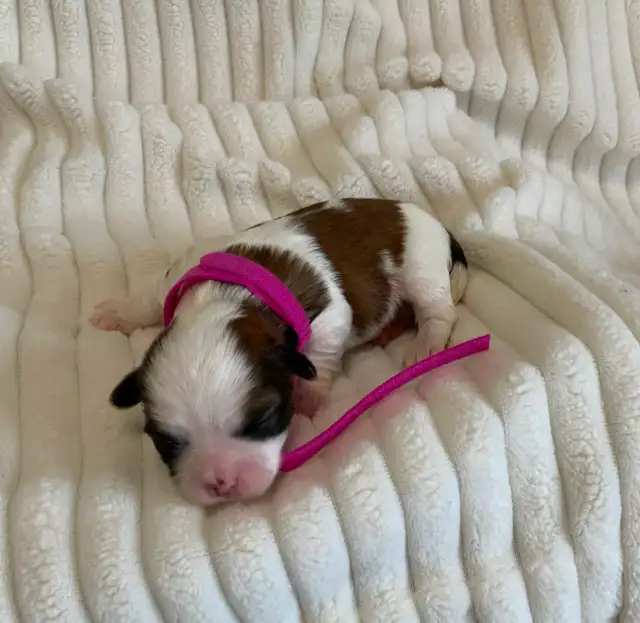 SHORKIE PUPS (SHIH TZU/YORKIE) - Photo 3