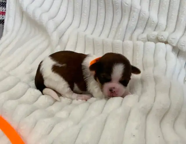 SHORKIE PUPS (SHIH TZU/YORKIE) - Photo 4