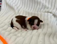 SHORKIE PUPS (SHIH TZU/YORKIE) - Photo 4
