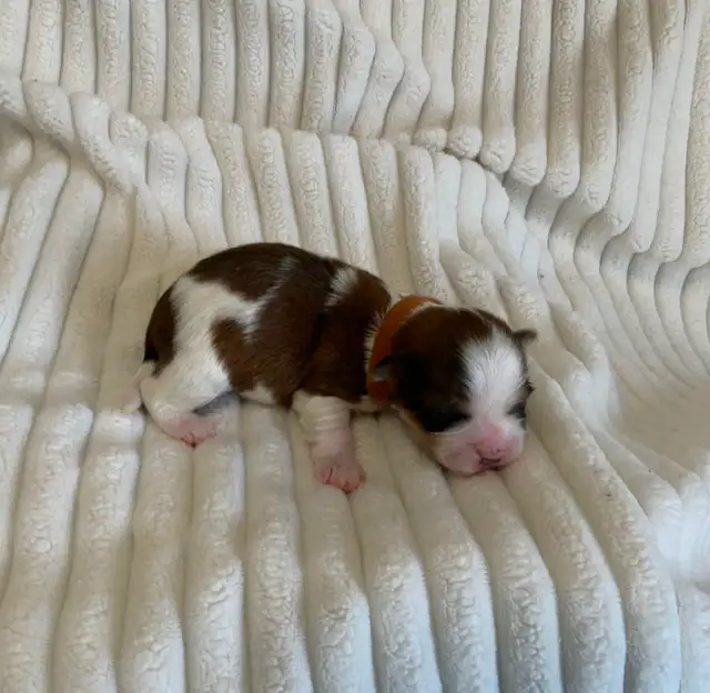 SHORKIE PUPS (SHIH TZU/YORKIE) - Photo 5