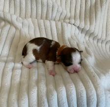 SHORKIE PUPS (SHIH TZU/YORKIE) - Photo 5