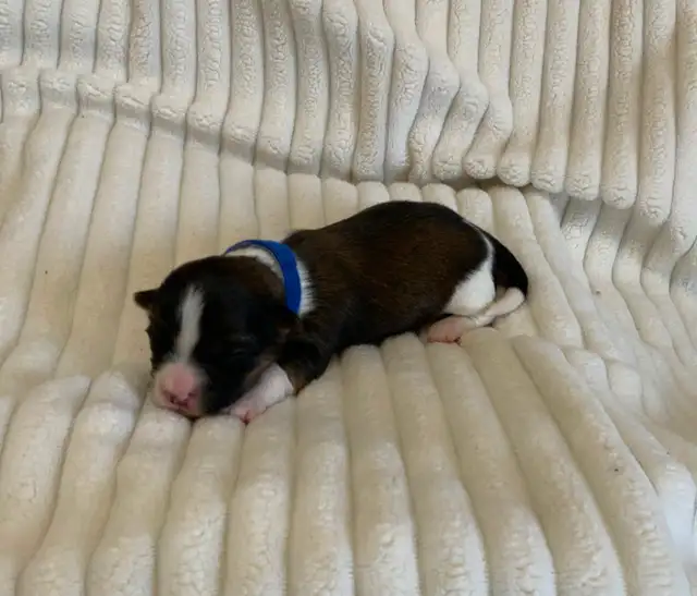 SHORKIE PUPS (SHIH TZU/YORKIE) - Photo 6