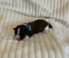SHORKIE PUPS (SHIH TZU/YORKIE) - Photo 6