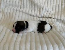 SHORKIE PUPS (SHIH TZU/YORKIE) - Photo 7
