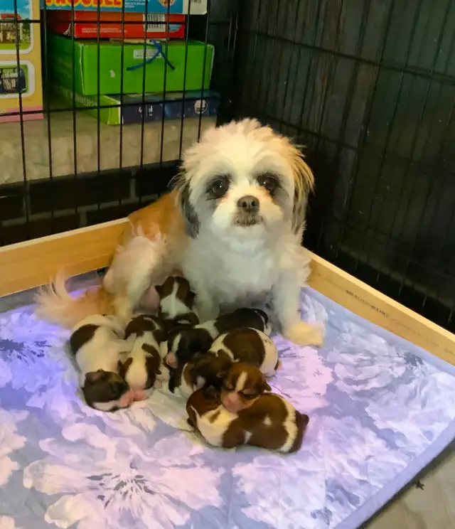 SHORKIE PUPS (SHIH TZU/YORKIE) - Photo 8