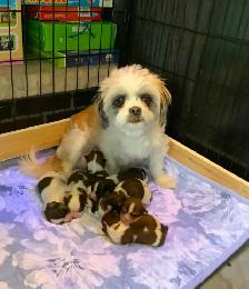 SHORKIE PUPS (SHIH TZU/YORKIE) - Photo 8