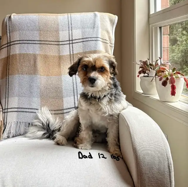 SHORKIE PUPS (SHIH TZU/YORKIE) - Photo 9