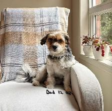 SHORKIE PUPS (SHIH TZU/YORKIE) - Photo 9