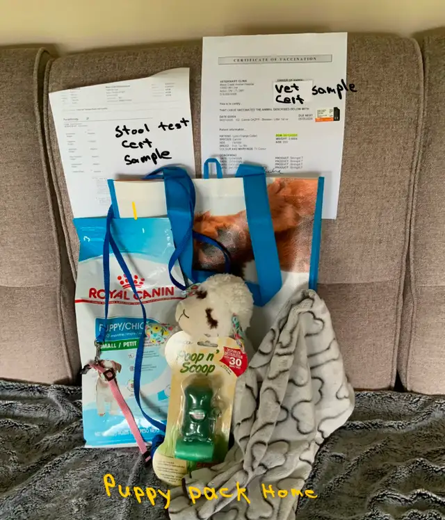 SHORKIE PUPS (SHIH TZU/YORKIE) - Photo 10