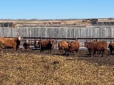 BRED COWS - Photo 2