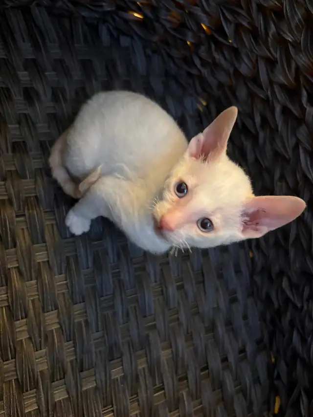 Rex cornish - Photo 2