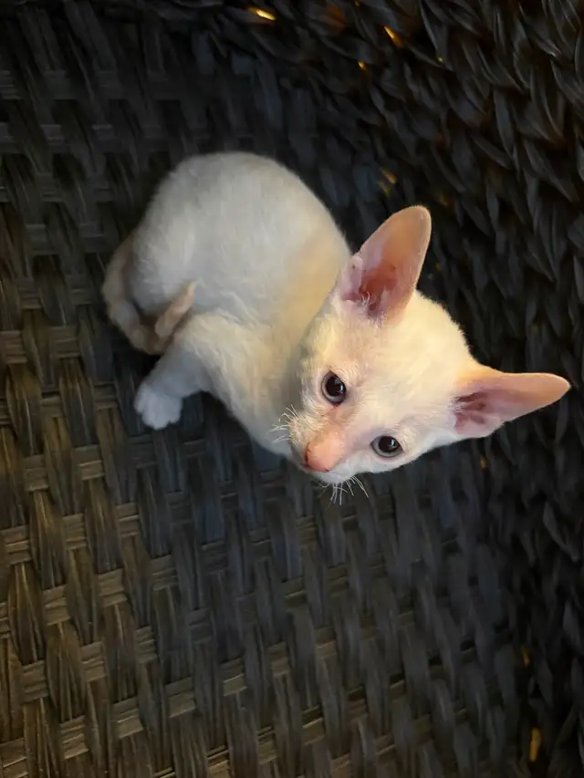 Rex cornish - Photo 3