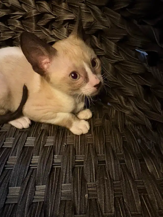 Rex cornish - Photo 4