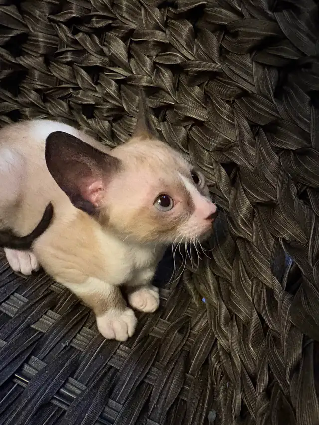 Rex cornish - Photo 5