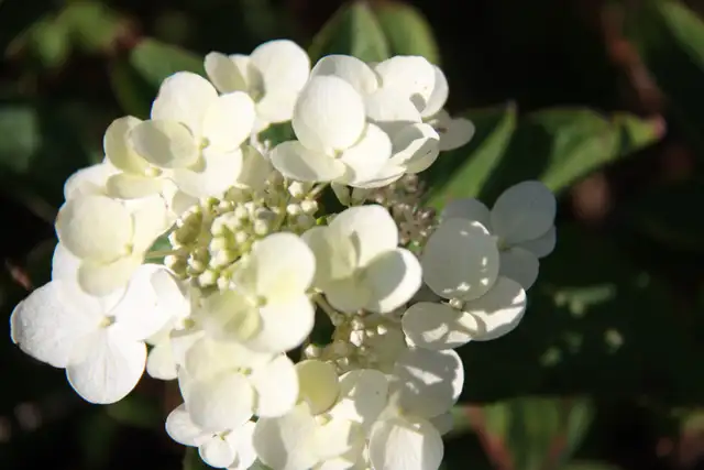 Plants !  Plants !  Plants ! - Photo 7