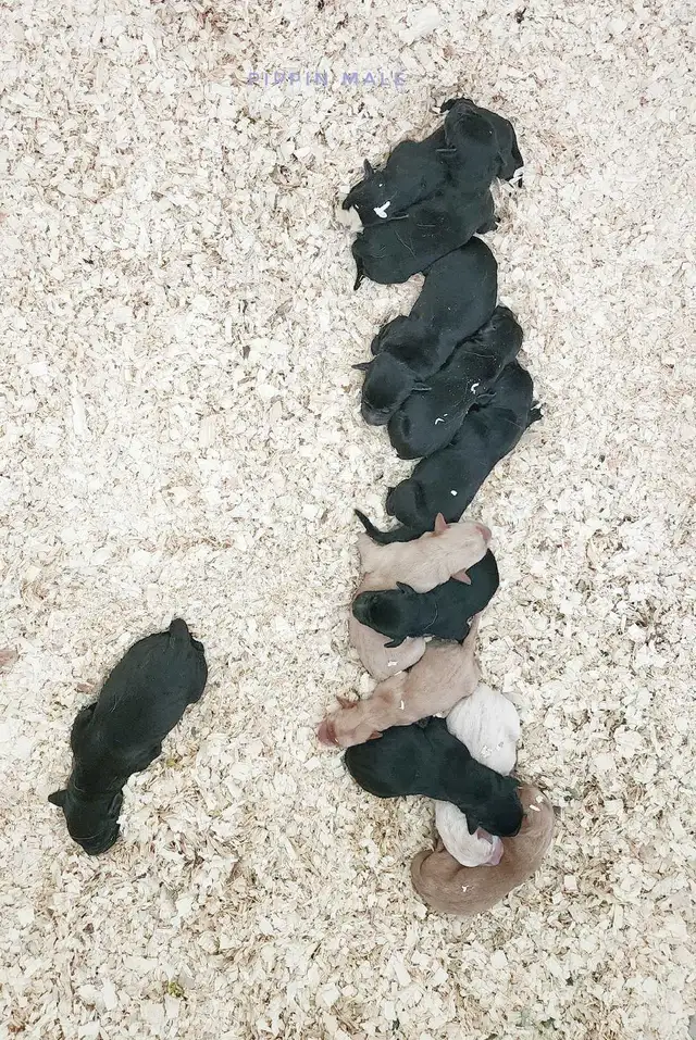 CKC Labrador Retriever