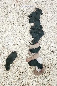 CKC Labrador Retriever