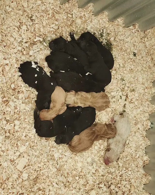 CKC Labrador Retriever - Photo 3