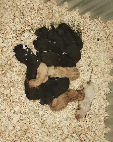 CKC Labrador Retriever - Photo 3