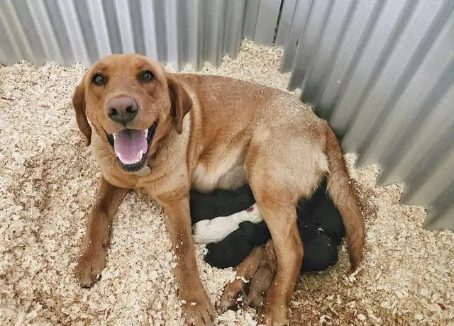 CKC Labrador Retriever - Photo 4