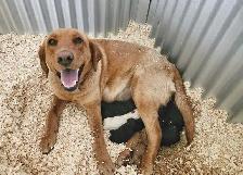 CKC Labrador Retriever - Photo 4