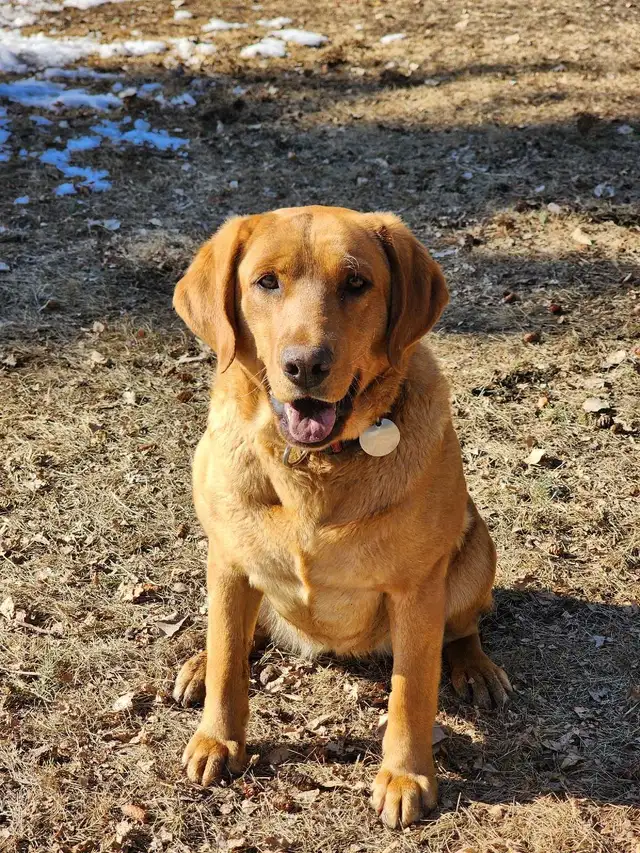 CKC Labrador Retriever - Photo 5