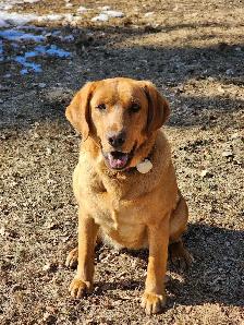 CKC Labrador Retriever - Photo 5