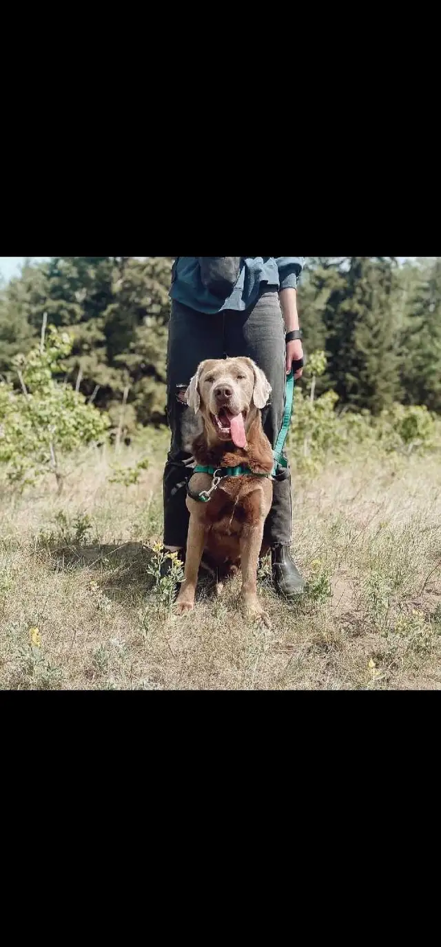 CKC Labrador Retriever - Photo 6