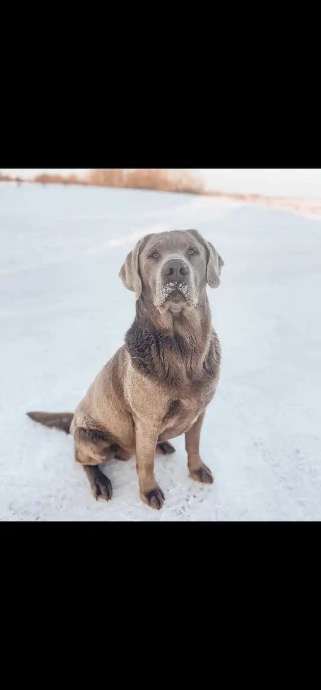 CKC Labrador Retriever - Photo 7