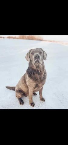CKC Labrador Retriever - Photo 7