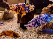 Ob peacock males 3'-4'