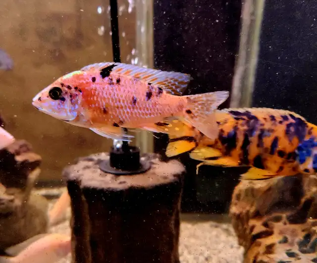 Ob peacock males 3'-4' - Photo 2