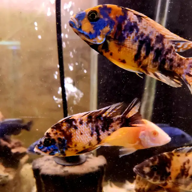 Ob peacock males 3'-4' - Photo 3